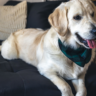 Best Pet-Friendly Sofa