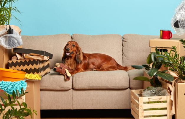 Pet-Friendly Sofa