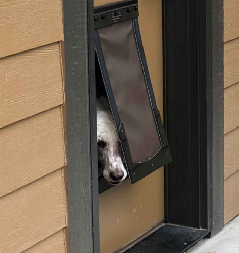 Ranger Pet Doors Reviews